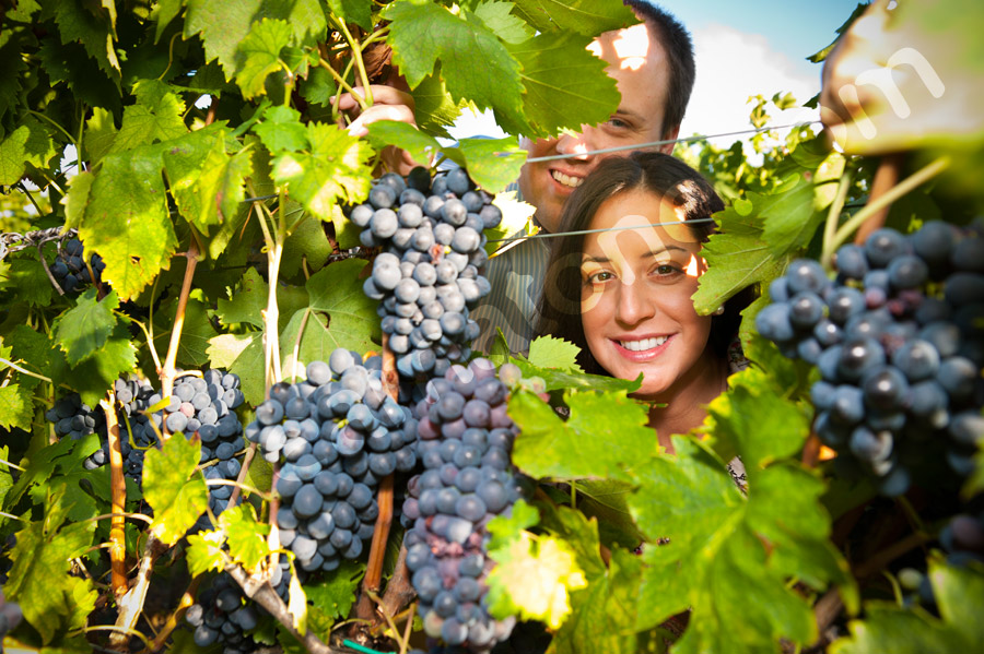 Photo tour Tuscany Picture of an engaged couple through the vineyard among grapes and vines