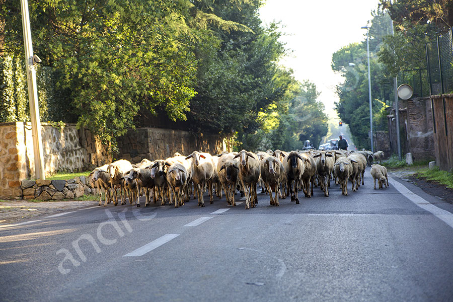 surprise-proposal-21012-015 Sheeps running on asphalt urban road in Rome Italy
