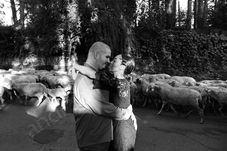 surprise-proposal-21012-017 Candid in front of sheeps running on urban road in Italy