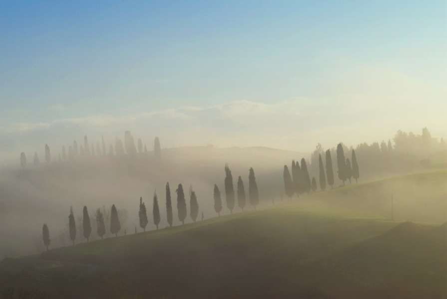 Cypress trees in early morning fog Tuscany PhotoShoot Florence Photography session.