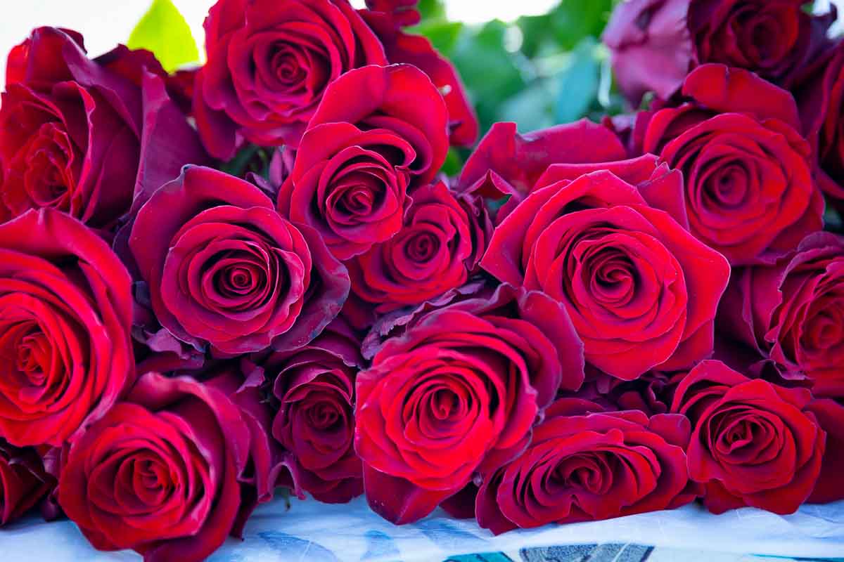 A beautiful bouquet of red roses photographed up close from the top