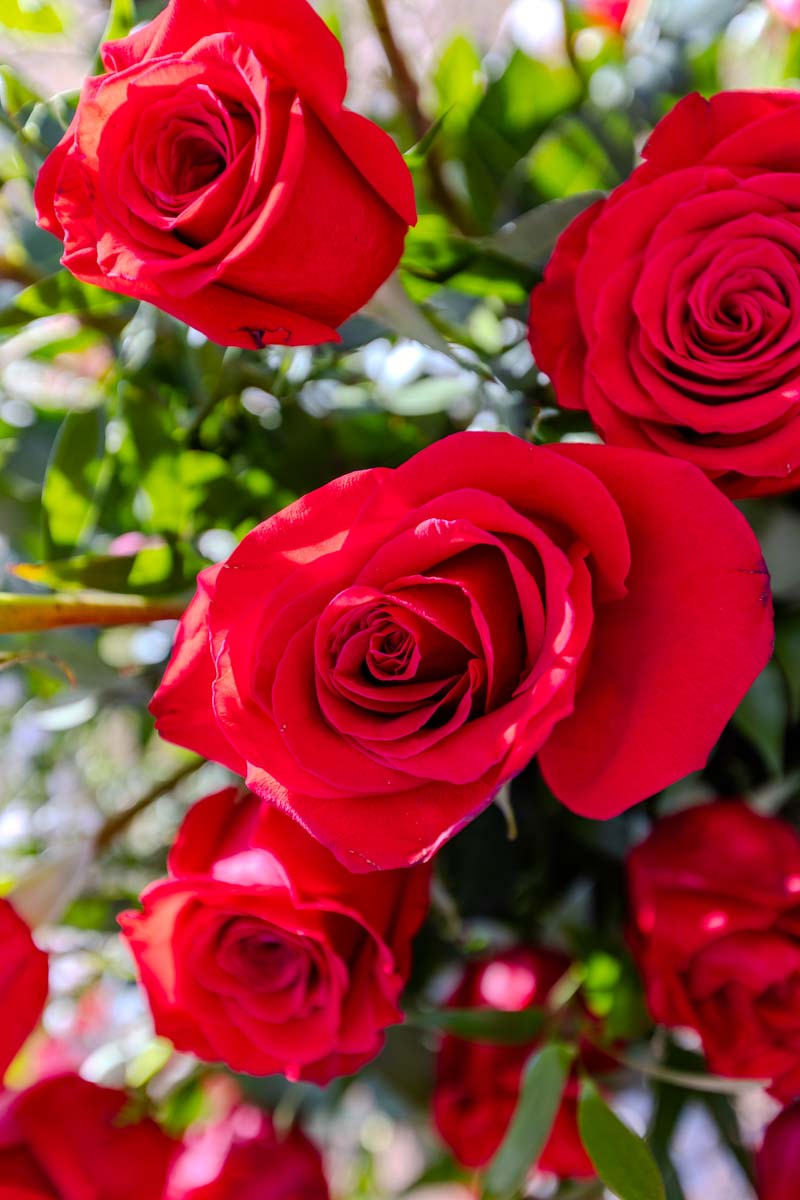 Red rose close up
