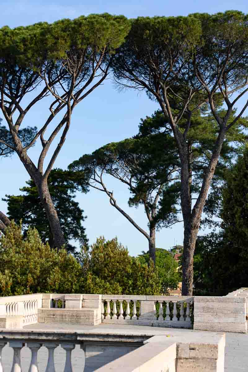 Mediterranean pine trees that hover over the marble terrace of Villa Borghese pincio park