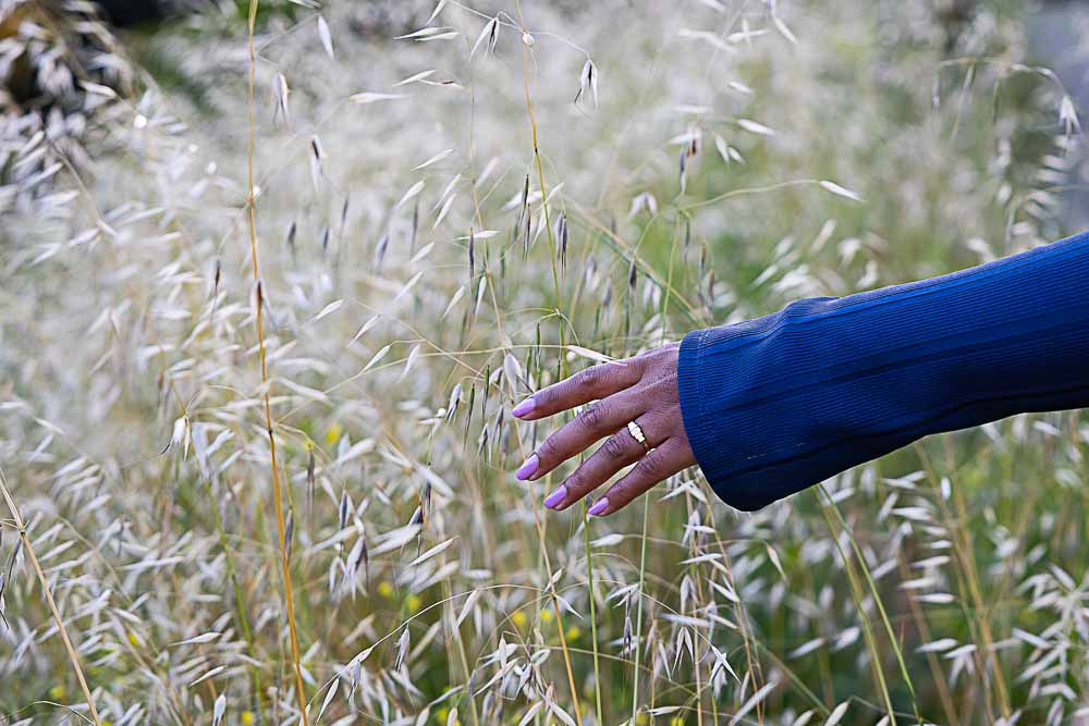 Hand gently passing over the high wild grass with the ring used for the engagement 
